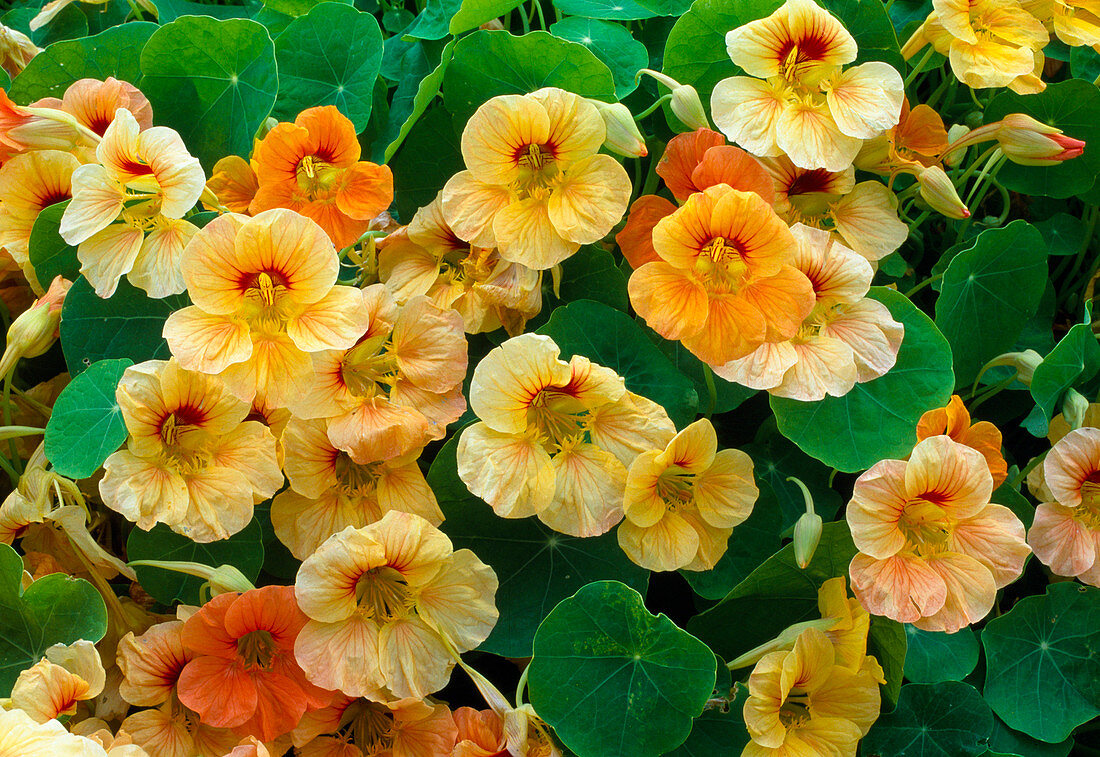 Tropaeolum 'Tip Top Apricot' / Kapuzinerkresse