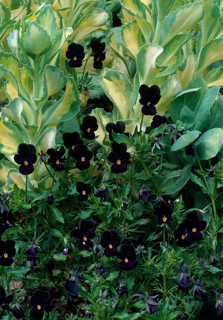Viola tricolor 'Bourles Black', Sedum alborescum (Fetthenne)