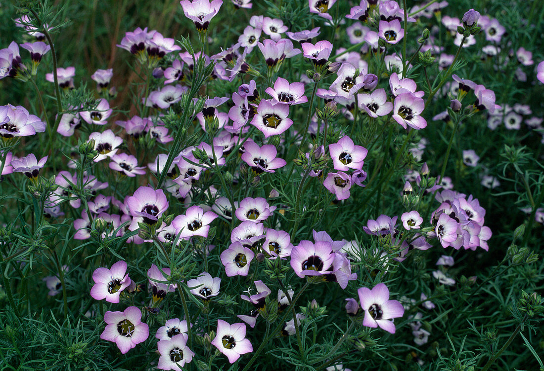 Gilia tricolor (bird's eye), flower June-September, fragrance