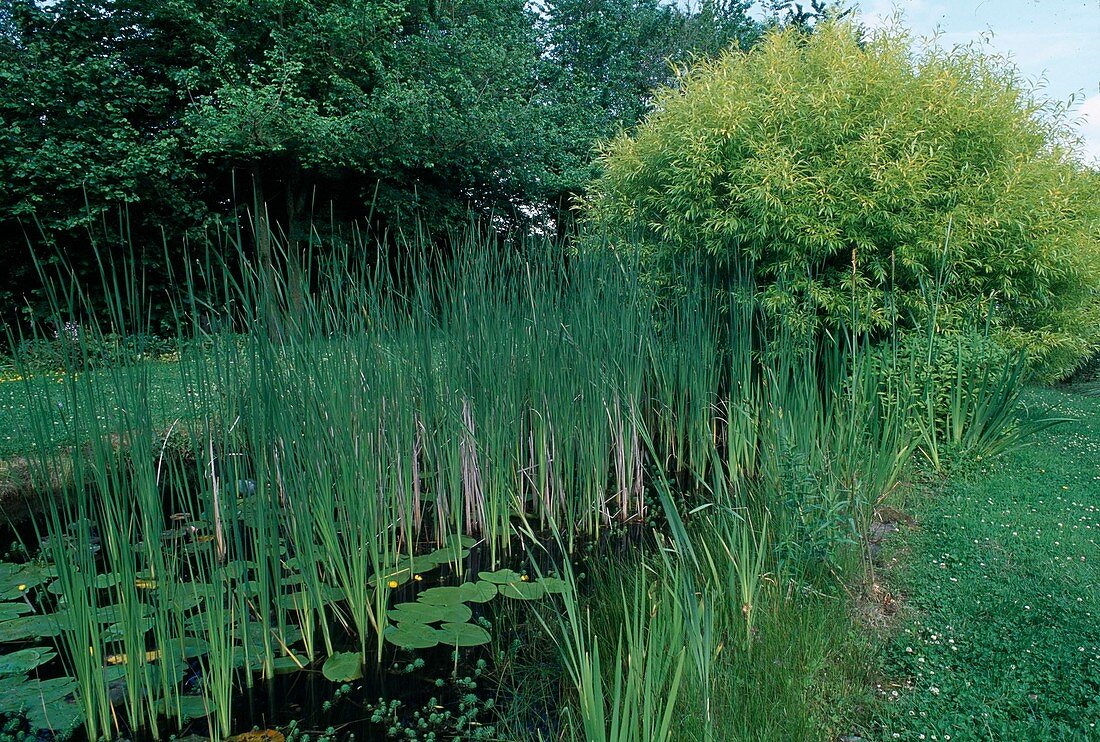 Typha angustifolia, Numphar lutea, Salix alba 'Aurea'