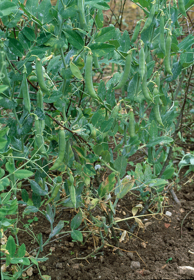 Gartenerbse mit Zweigen als Stütze im Beet