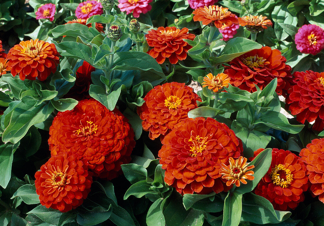 Zinnia nain F1 'Rambo Scarlet' (Zinnia)