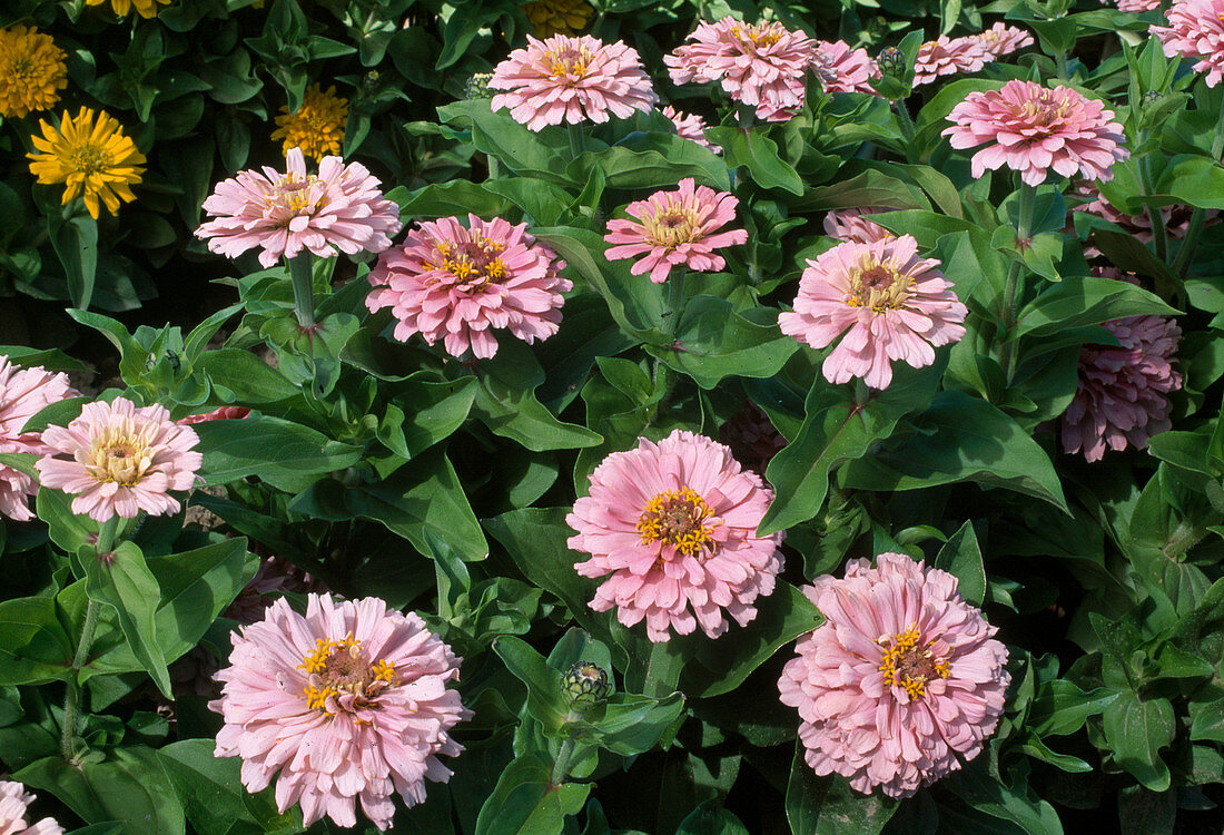 Zinnia elegans f1 'Peter Pan Princess' (Zinnie)