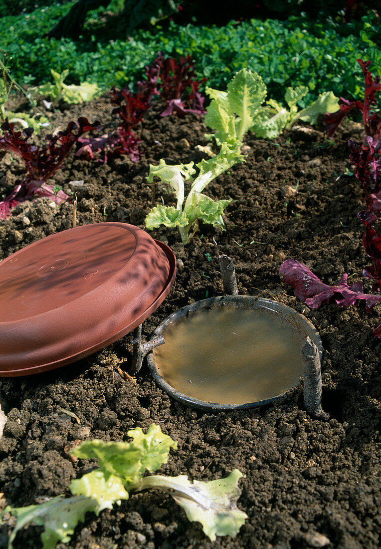 Bowl with beer as a snail trap between lettuce plants