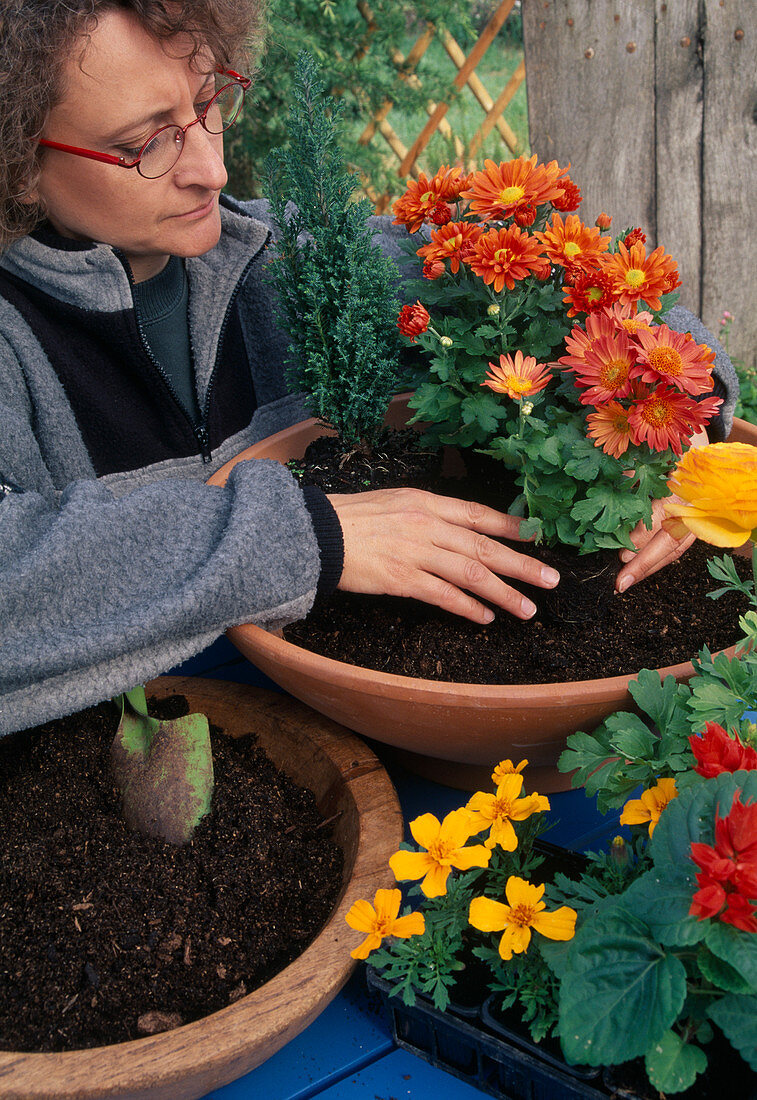 Schale herbstlich bepflanzen: Chrysanthemum (Chrysanthemen) und Chamaecyparis (Scheinzypresse) einpflanzen-(5/7)