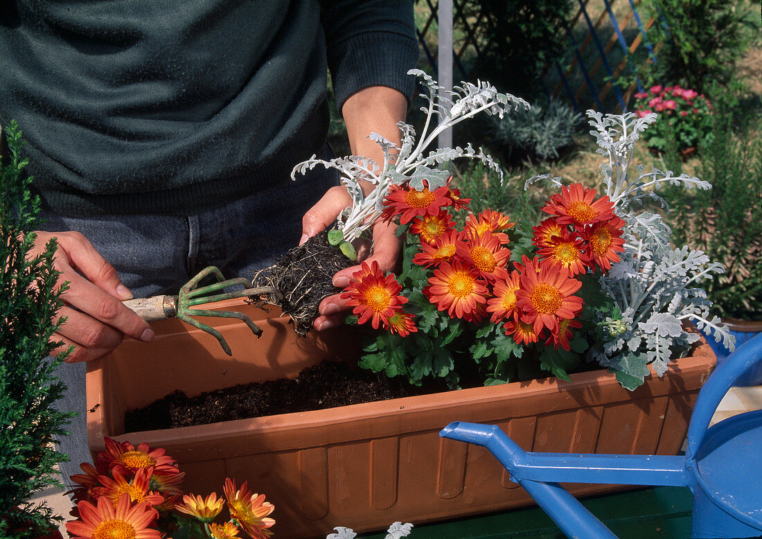 Plant box with autumn flowers