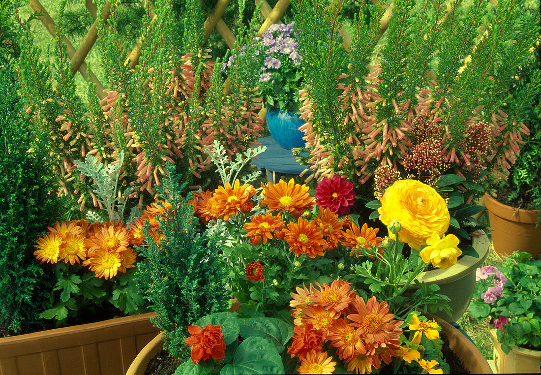 Plant box with autumn flowers: Chrysanthemum, Senecio, Ranunculus, Erica, Chamaecyparis - (9/9)