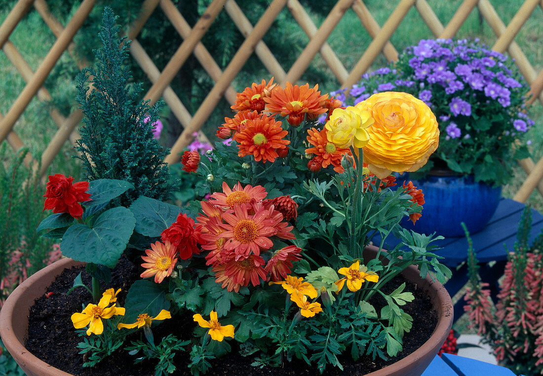Plant the bowl with summer flowers: Chrysanthemum, Tagetes, Ranunculus, Salvia, Chamaecyparis (7/8)