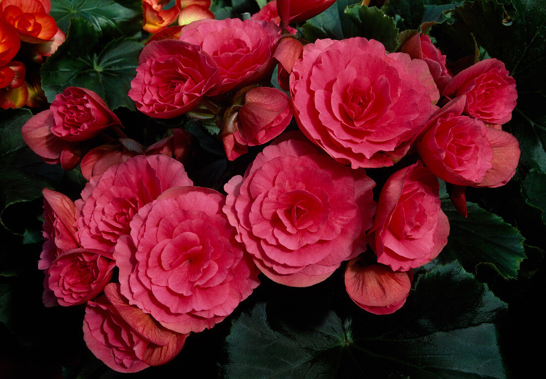 Begonia elatior 'Berseba' (Begonia)