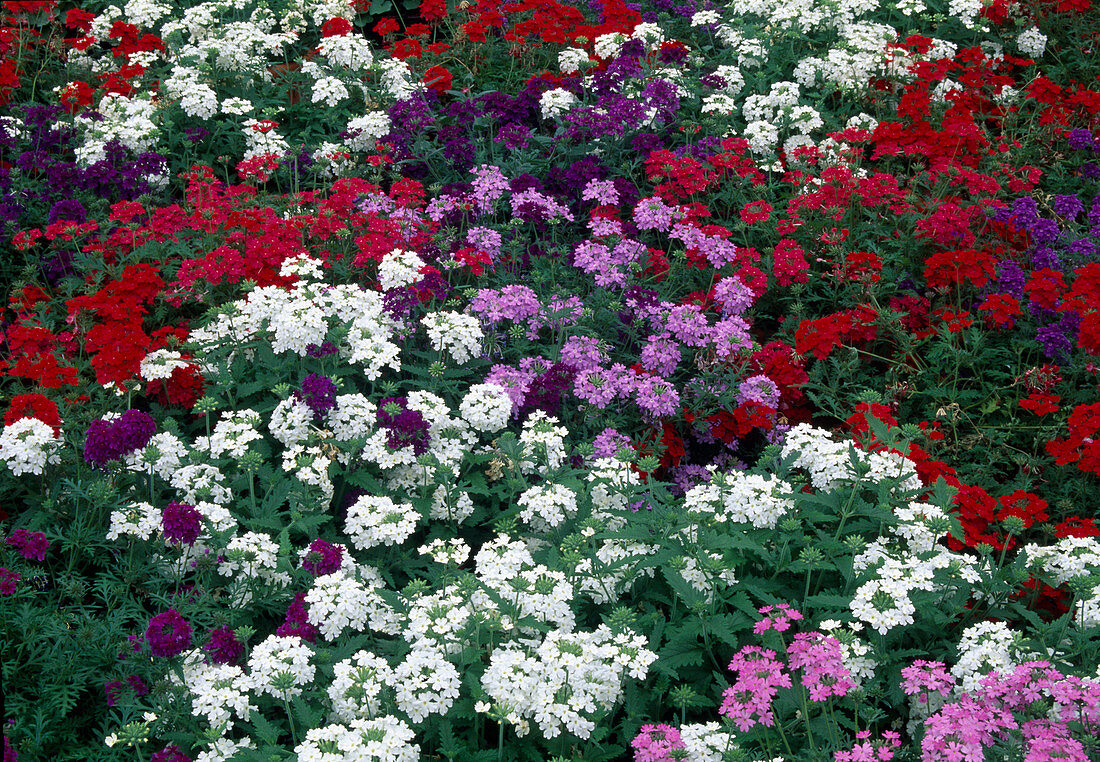 Mixed bed of Verbena (verbena)