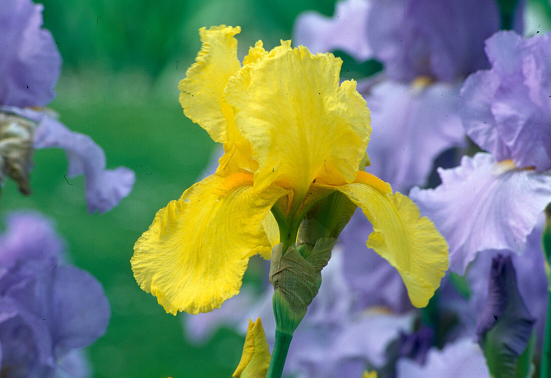 Iris germanica 'Golden Eclipse' (iris)