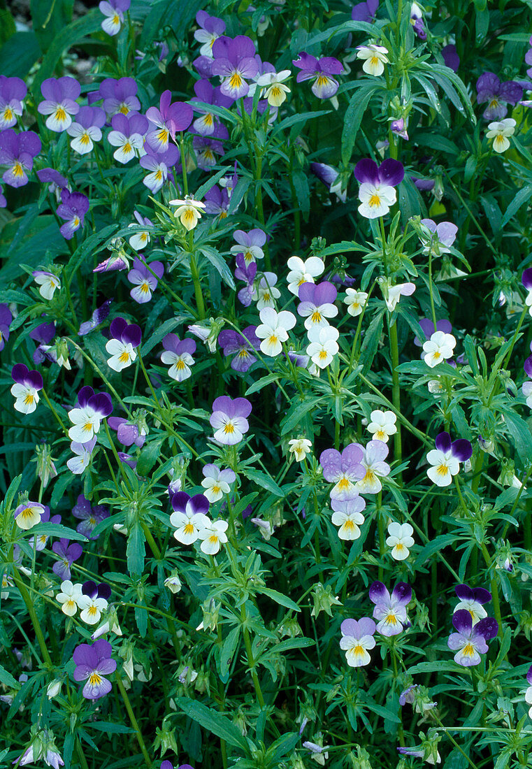 Viola tricolor (Wildes Stiefmütterchen)