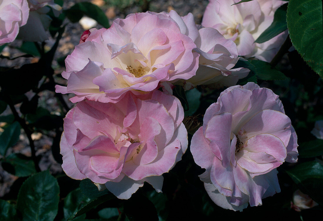 Rosa 'Lady of the Dawn' (Floribunda), repeat flowering with fragrance