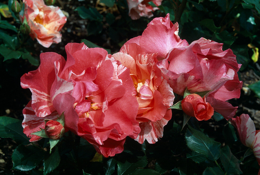 Rosa 'Grimaldi' Painter's Rose by Delbard Bedding rose, bushy growth, flowers often, very good fragrance