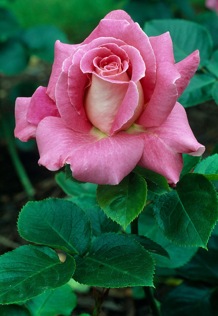 Rosa 'James Pereire' Tea hybrid, repeat flowering, strong fragrance