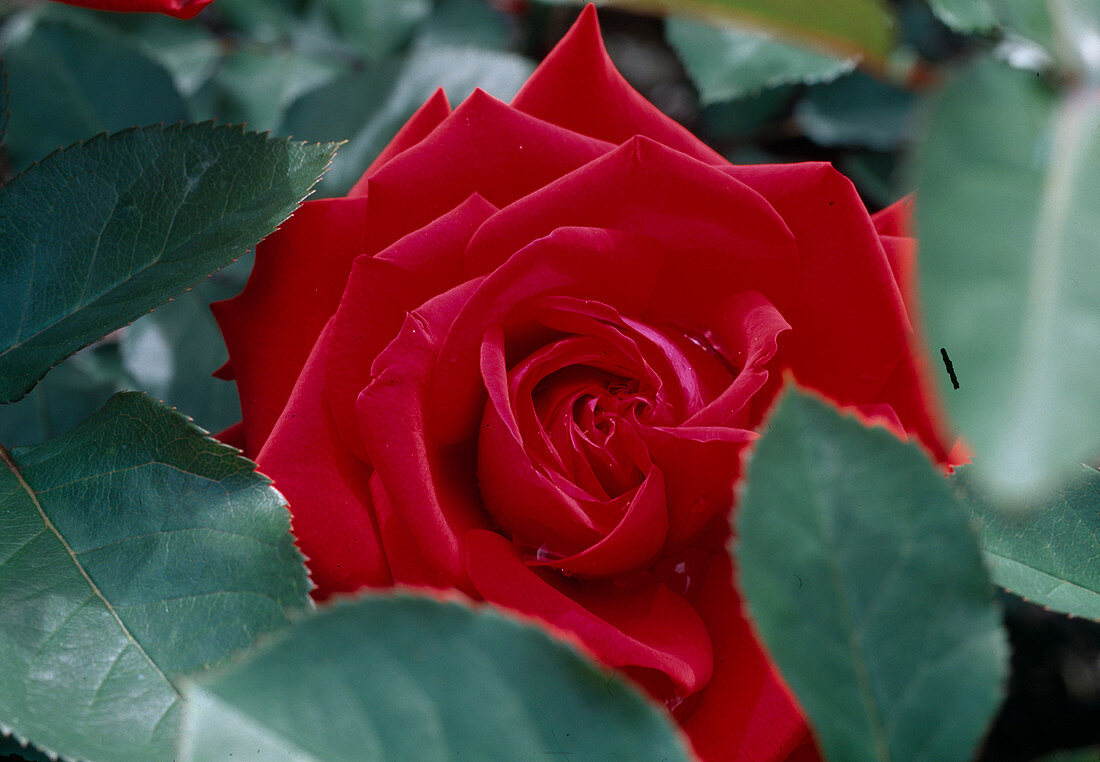 Rosa 'Burgundy 81' tea hybrid, double flowering, light fragrance