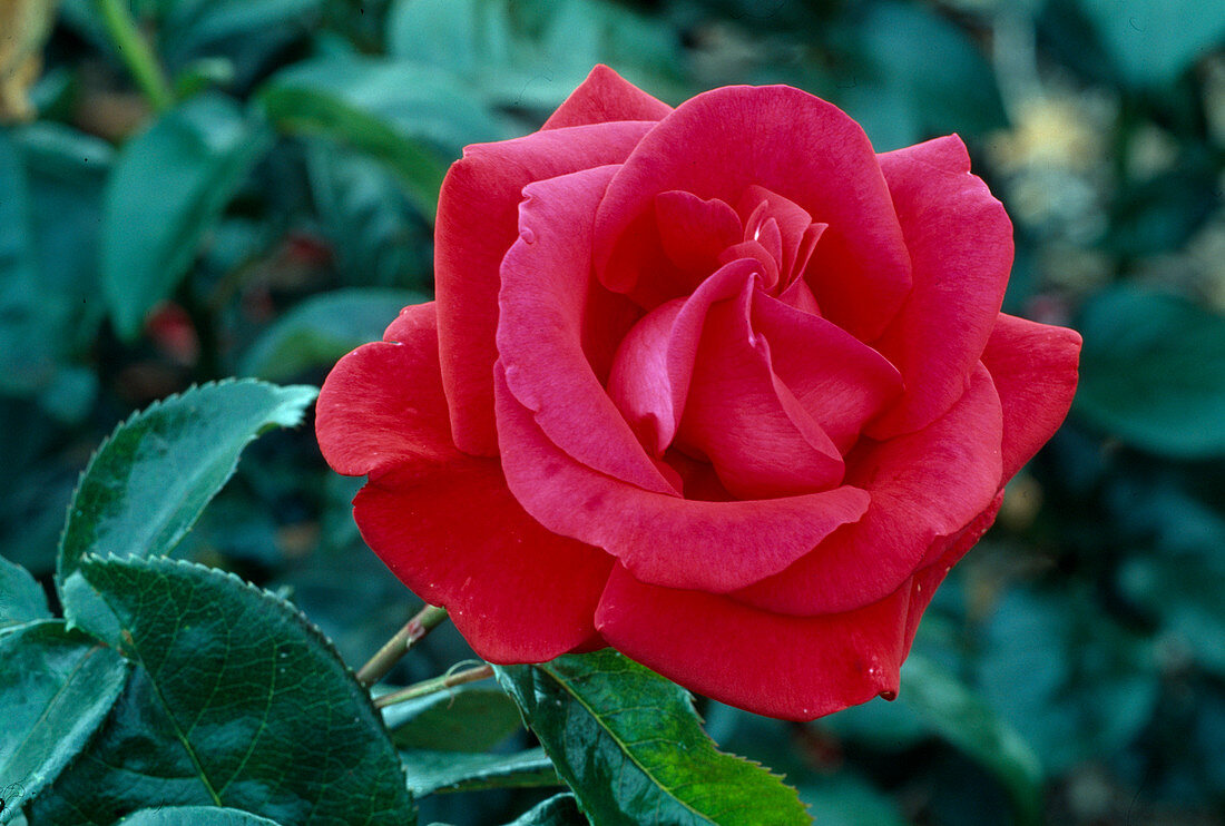 Rosa 'Commandant Cousteau' Teehybride, öfterblühend, guter Duft