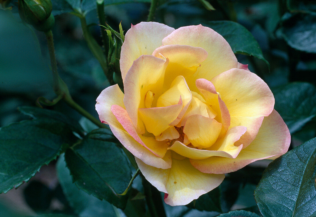 Rosa 'Clos Fleuri Jaune'syn. Centennaire de Lourdes Jaune ', floribunda rose, repeat flowering, weak fragrance