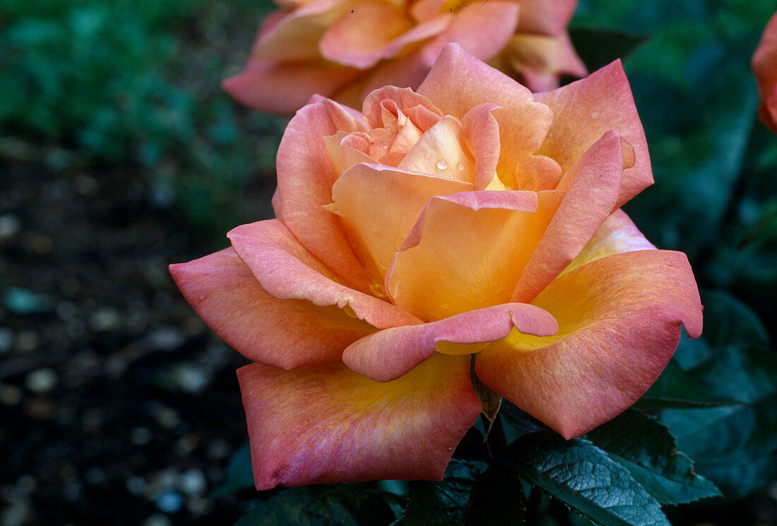 'Bellevue' rose tea, Poulsen hybrid, often flowering, light scent