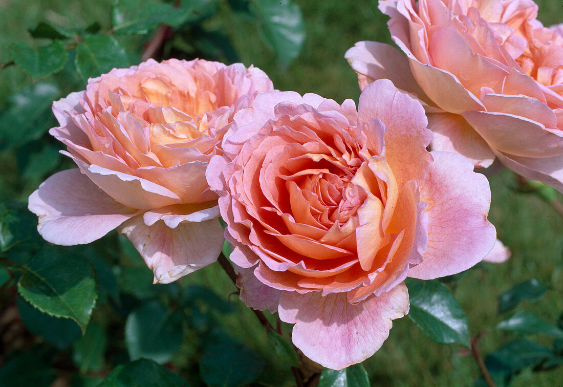 Rosa 'Abraham Darby' - Englische Rose, Strauchrose, öfterblühend, guter Duft