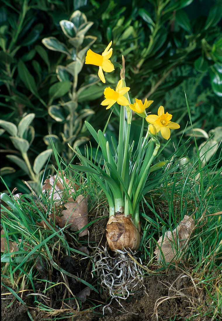 Narcissus 'Téte á téte' (Narzissen, Zwiebel und Wurzeln sind sichtbar)