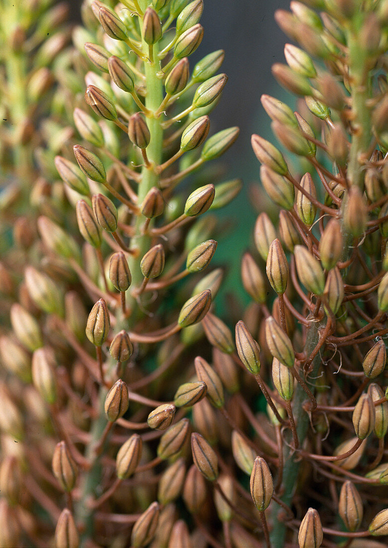 Eremurus (tumbleweed)