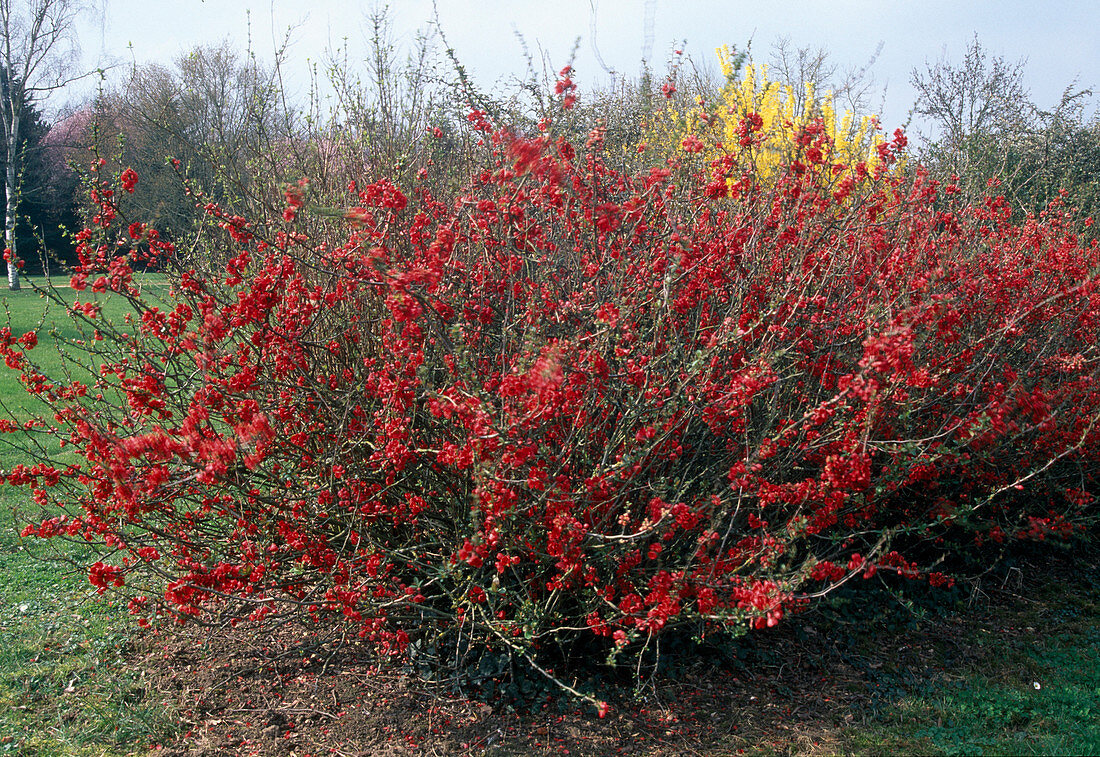 Chaenomeles japonica (Japanese quince)