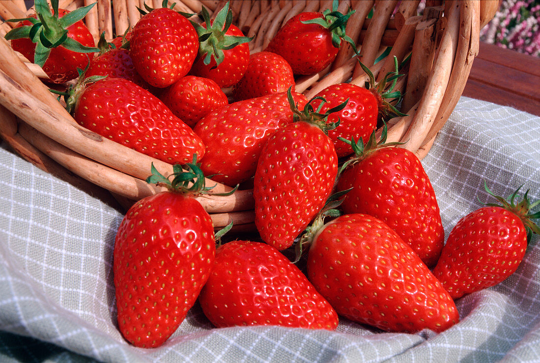 Strawberry 'Gariguette' - single bearing delicacy strawberry
