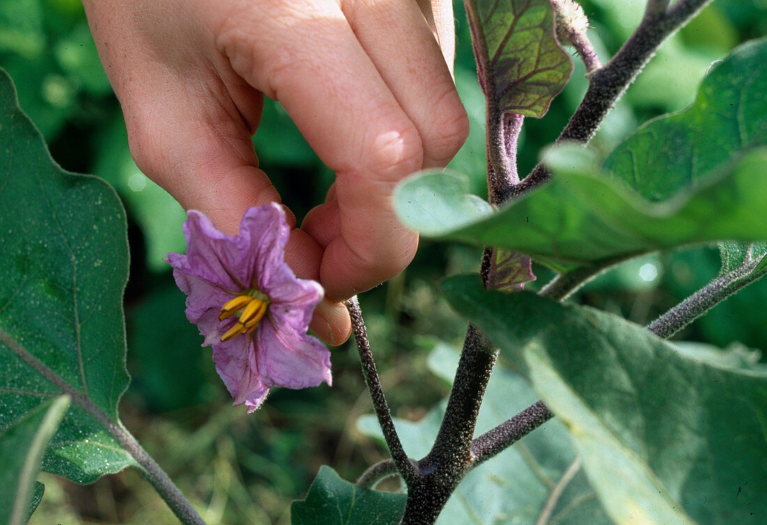 Blüte von Solanum melangena (Aubergine)