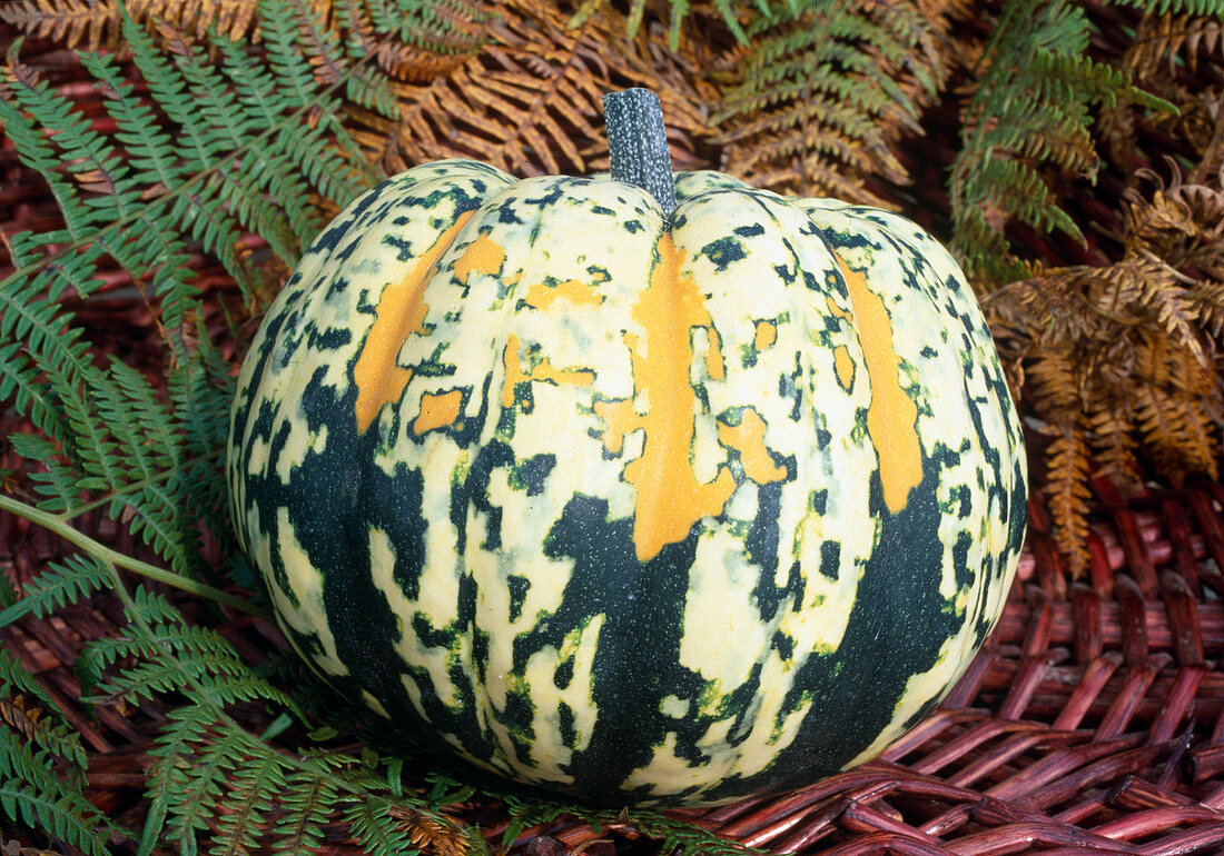 Cucurbita spp. 'Patidou Cameleon' (Gartenkürbis), Speisekürbis