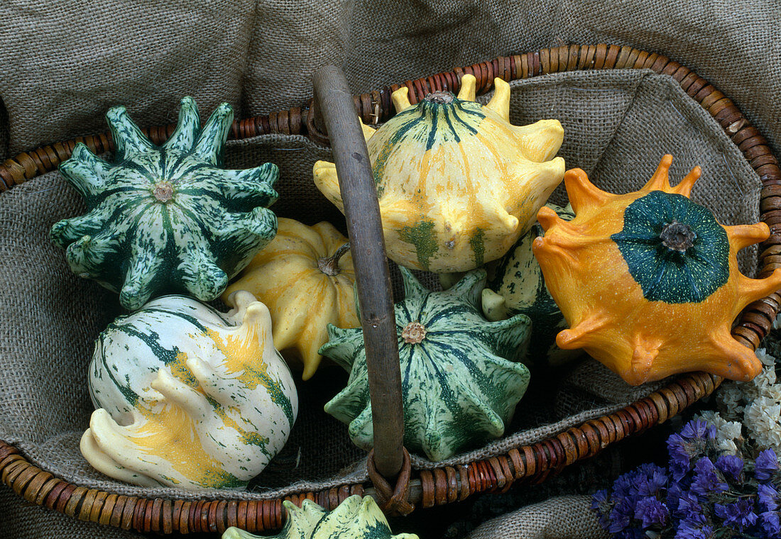 Cucurbita spp. 'Griffes du diable' (ornamental pumpkins, crown pumpkins in basket)