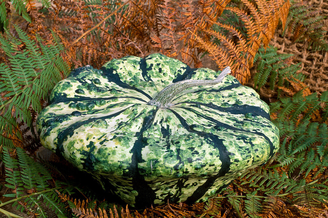 Cucurbita pepo 'Patisson collection' (Gartenkürbis, Squash)