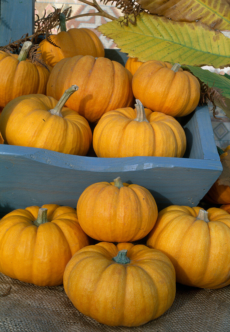 Cucurbita pepo 'Jack Be Little' (garden squash)