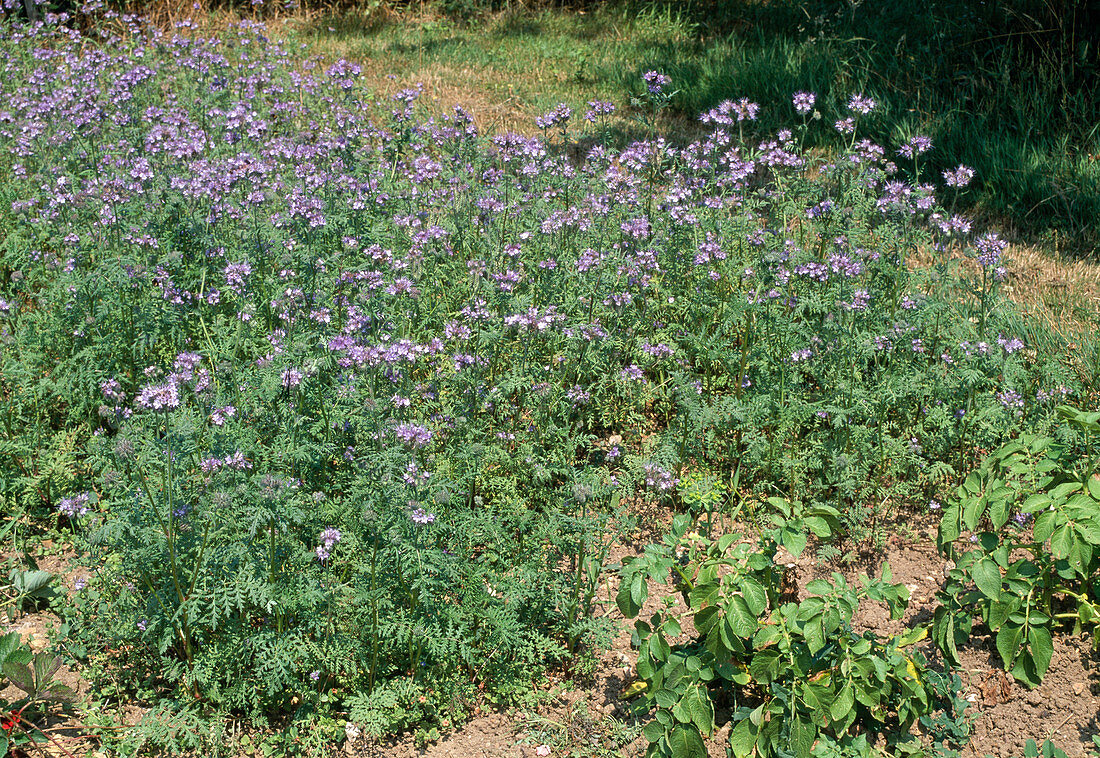 Cutting and incorporating green manure Green manure with Phacelia (1/5)