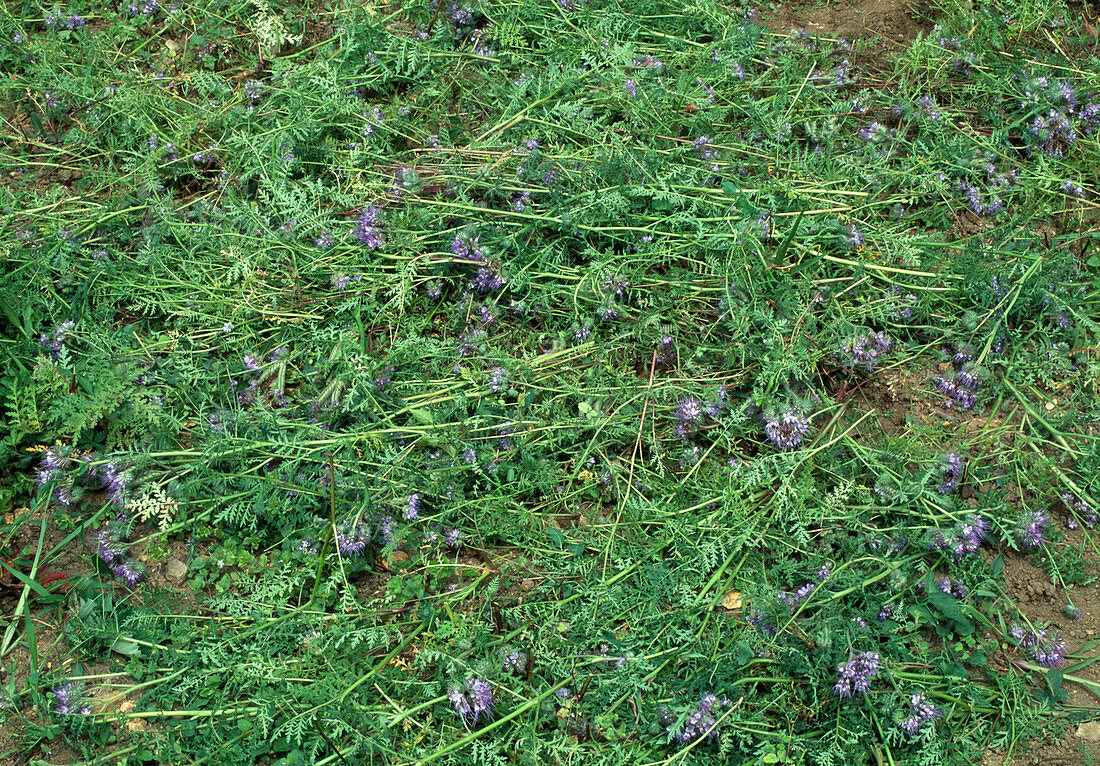 Gründüngung schneiden und einarbeiten Gründüngung (Phacelia) (3/5)