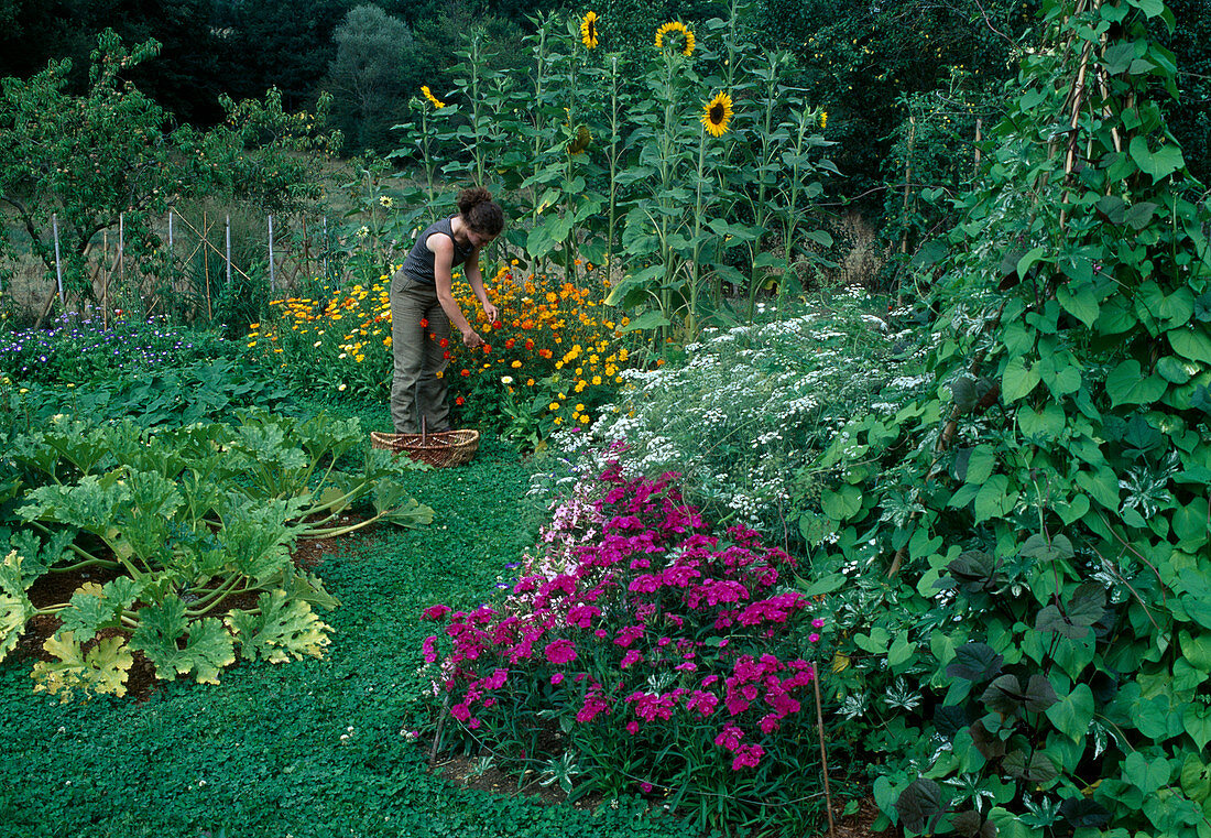 Woman cutting flowers of ornamental baskets in richly planted vegetable garden