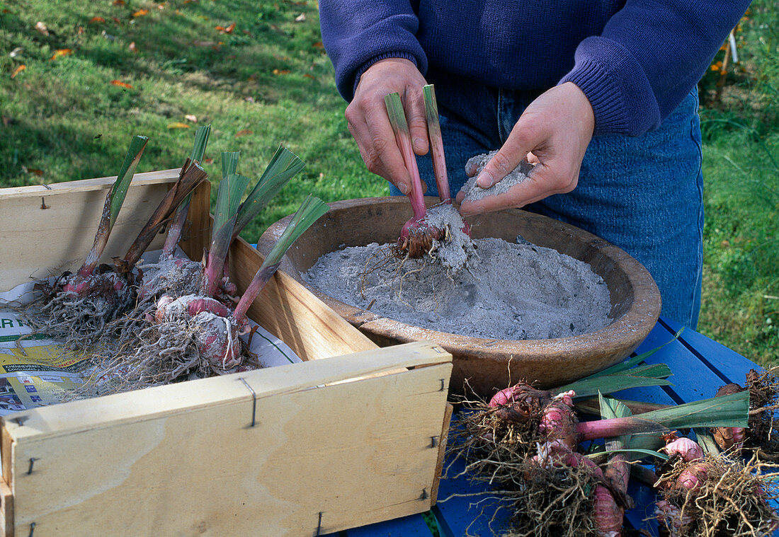 Gladiolen einwintern 9. Step: Gladiolenzwiebeln gegen Austrocknen mit Sand bestreuen (9/11)