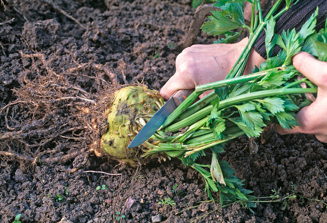 Harvesting Apium graveolens var. rapaceum (celery), cut off leaves from the tuber (3/4)