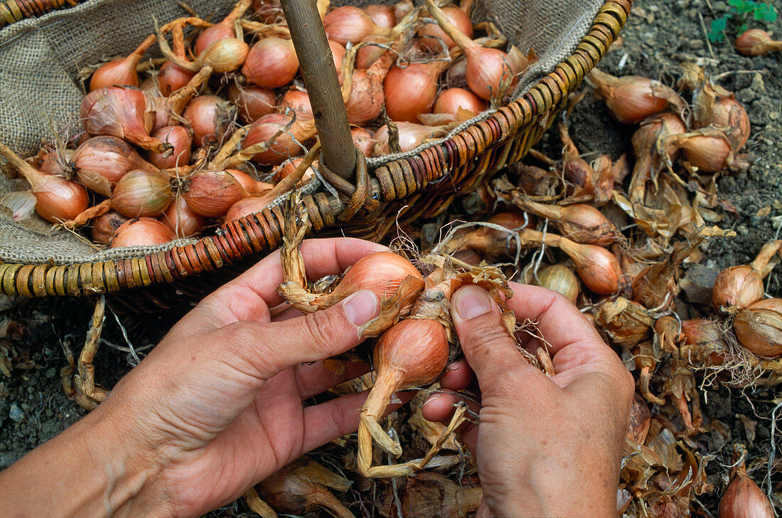 Onion harvest, onions cleaning for storage