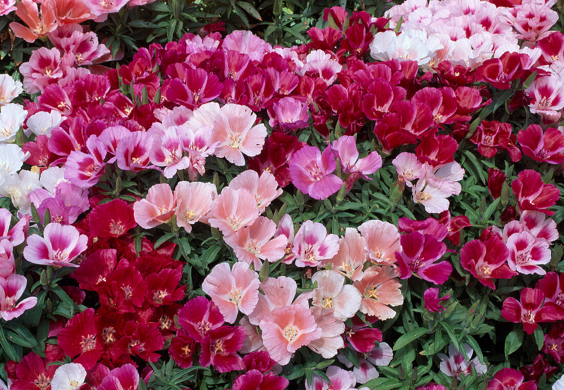 Clarkia syn. Godetia 'Monarque' (Atlas flowers, summer azalea)