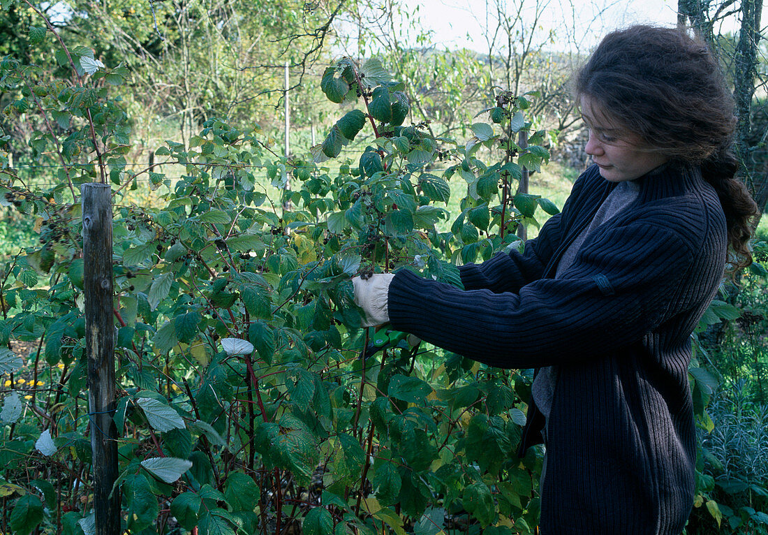 Schneiden von zweimal tragenden Himbeeren