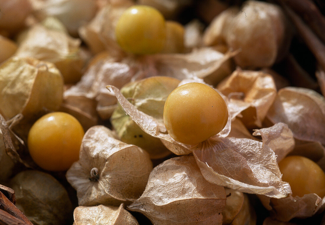 Physalis pruinosa (Lampion Flower (Bladder Cherry))