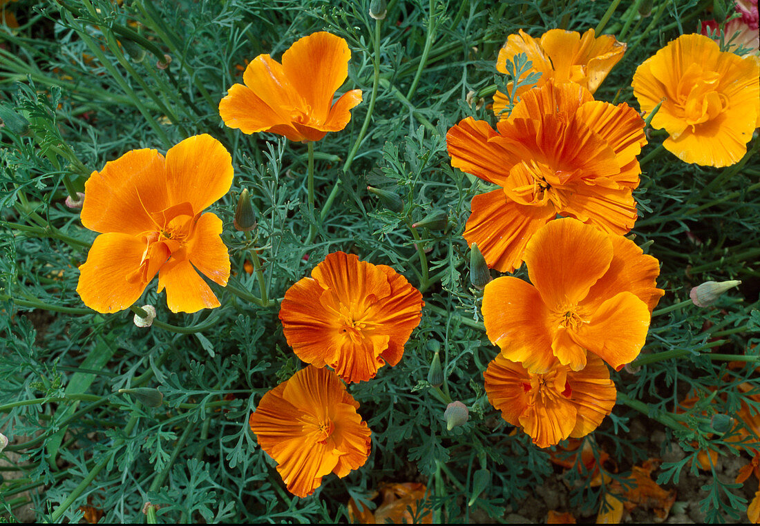 Eschscholzia californica 'Ballerine varié' (California gold poppy), dormouse