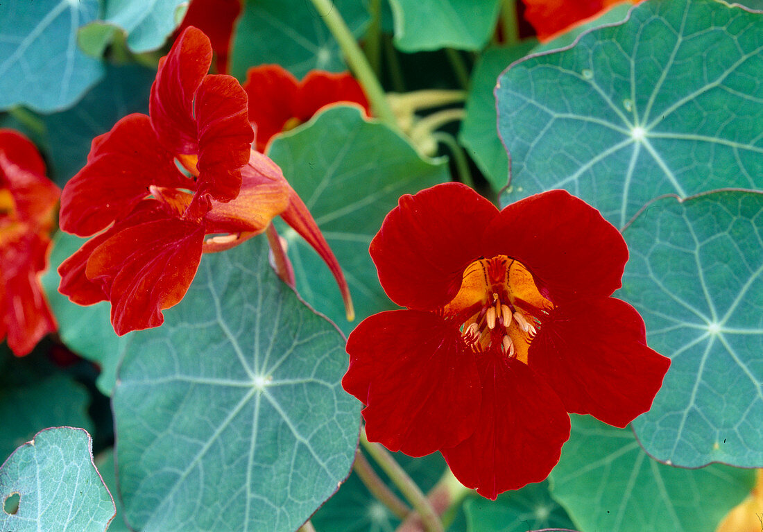 Tropaeolum 'Empress of India' (Capuchin Cress)