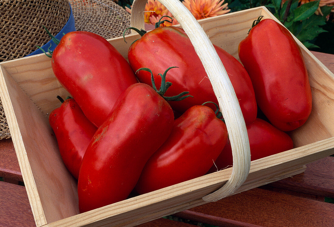 Tomato 'Andine Corune' (Lycopersicon)