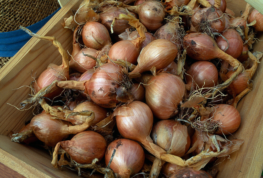 Allium ascalonicum 'Mikor' (Kitchen onion, Shallot)