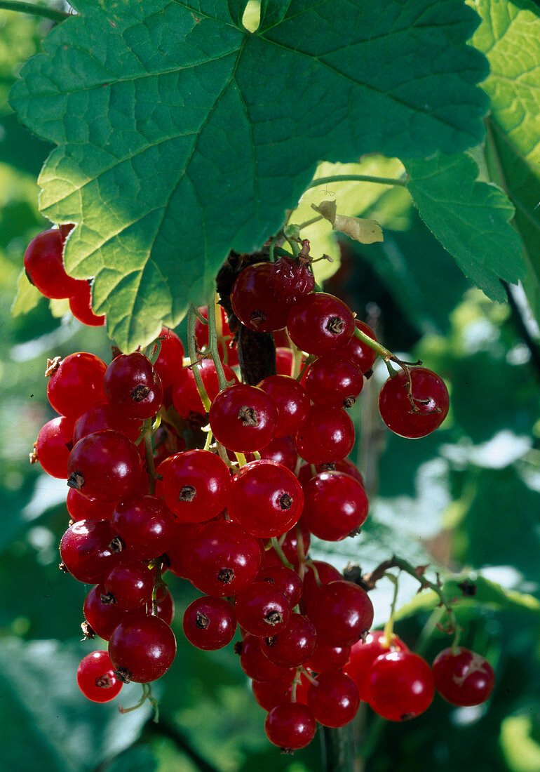 Ribes rubrum (red currant)