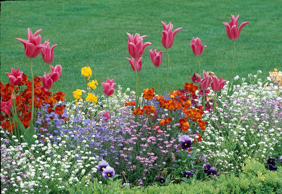 Tulips, Myosotis (forget-me-not), Erysimum cheiri (golden violet)