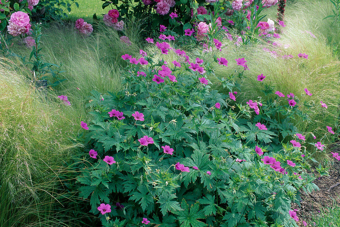 Geranium psilostemon hybrid 'Patricia' (Armenian cranesbill), Stipa tenacissima (hair grass), feather grass