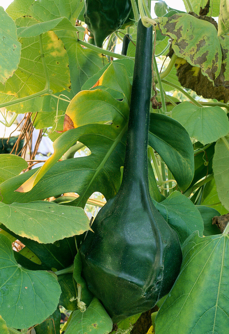 Flaschenkürbis (Lagenaria siceraria) im Gewächshaus